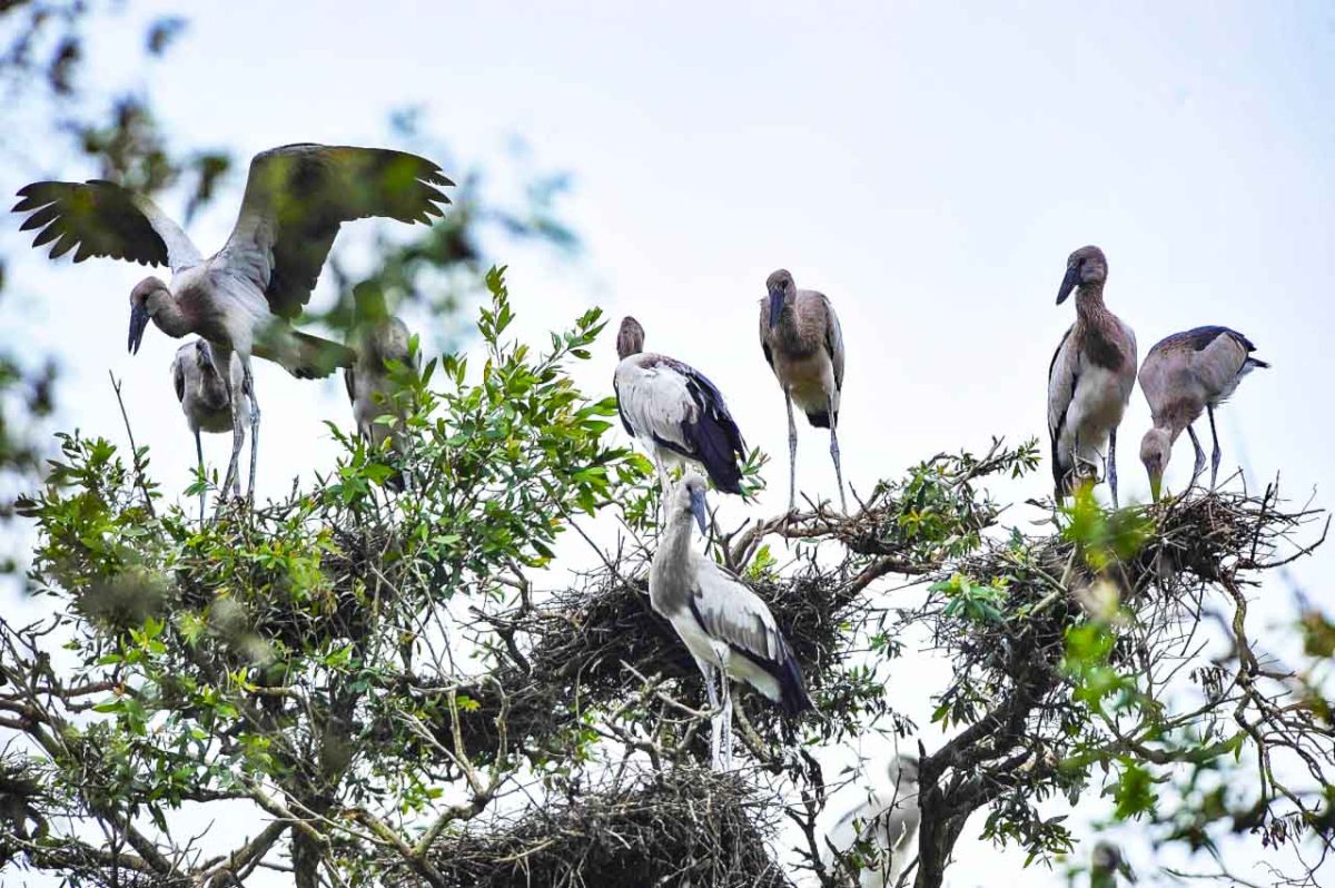 Bang Lang Stork Garden - Bird Sanctuary in Can Tho