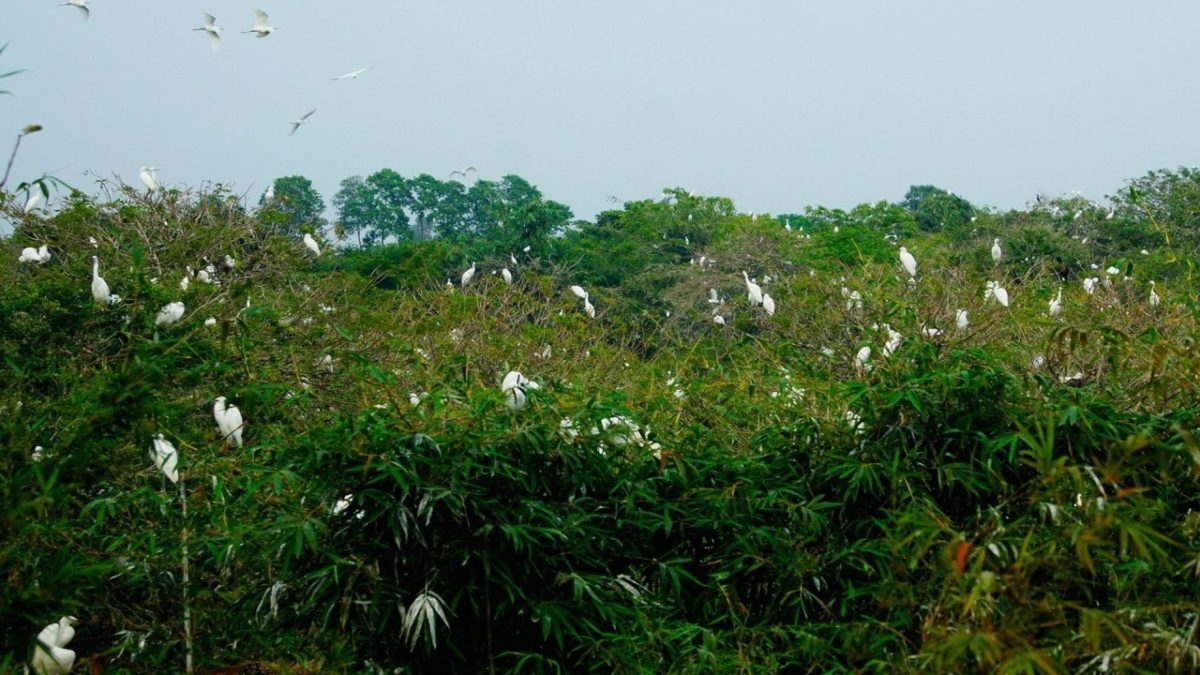 Bang Lang Stork Garden - Bird Sanctuary in Can Tho