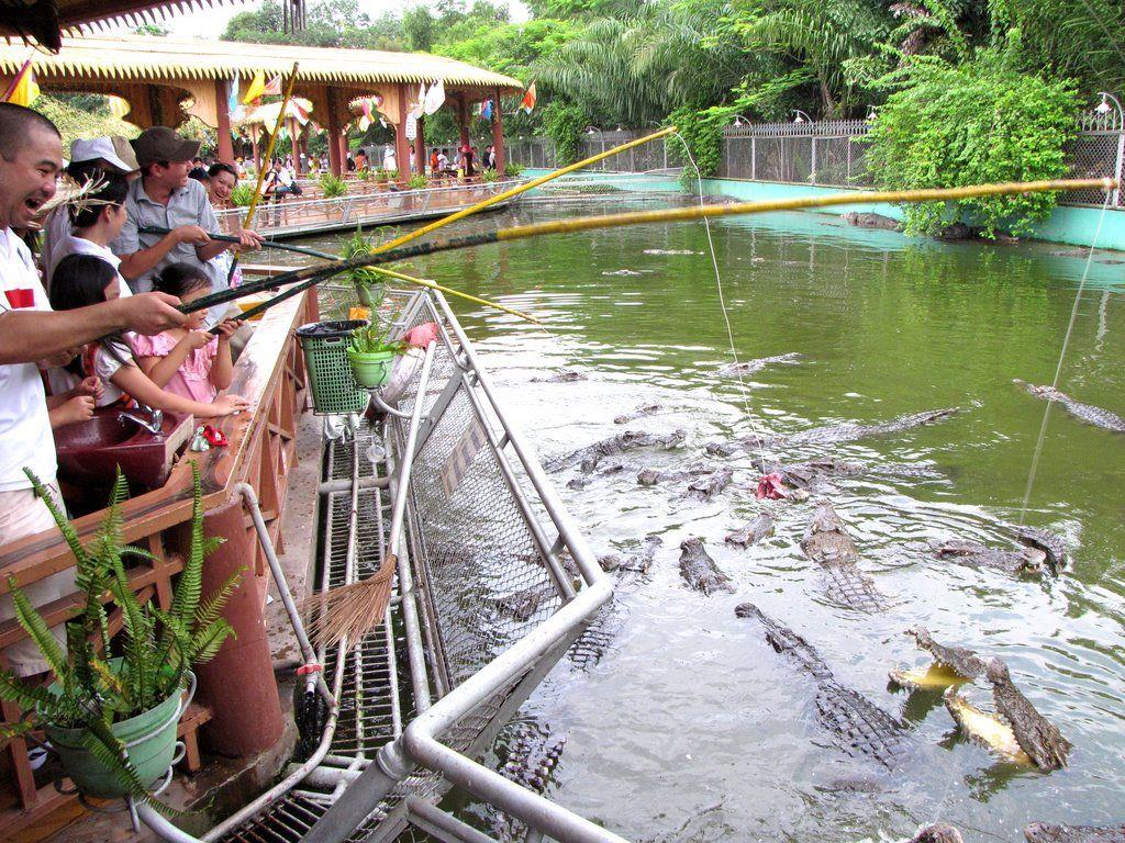 Fishing for crocodiles - an exciting activity in Con Phung, Ben Tre