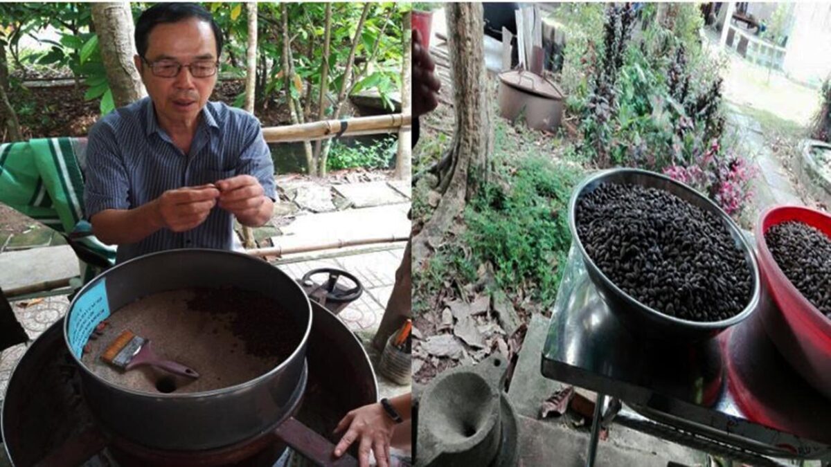 Muoi Cuong cocoa farm in Can Tho