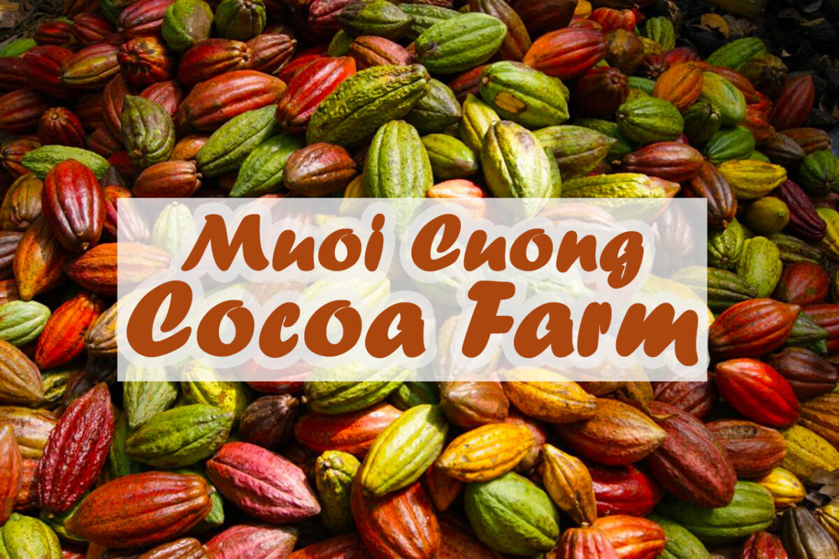 Muoi Cuong Cocoa Farm